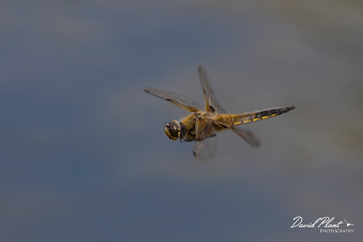 David Plant Photography - Wildlife Photography - Four-spotted chaser - I.jpg - Four-spotted chaser in flight - Shropshire