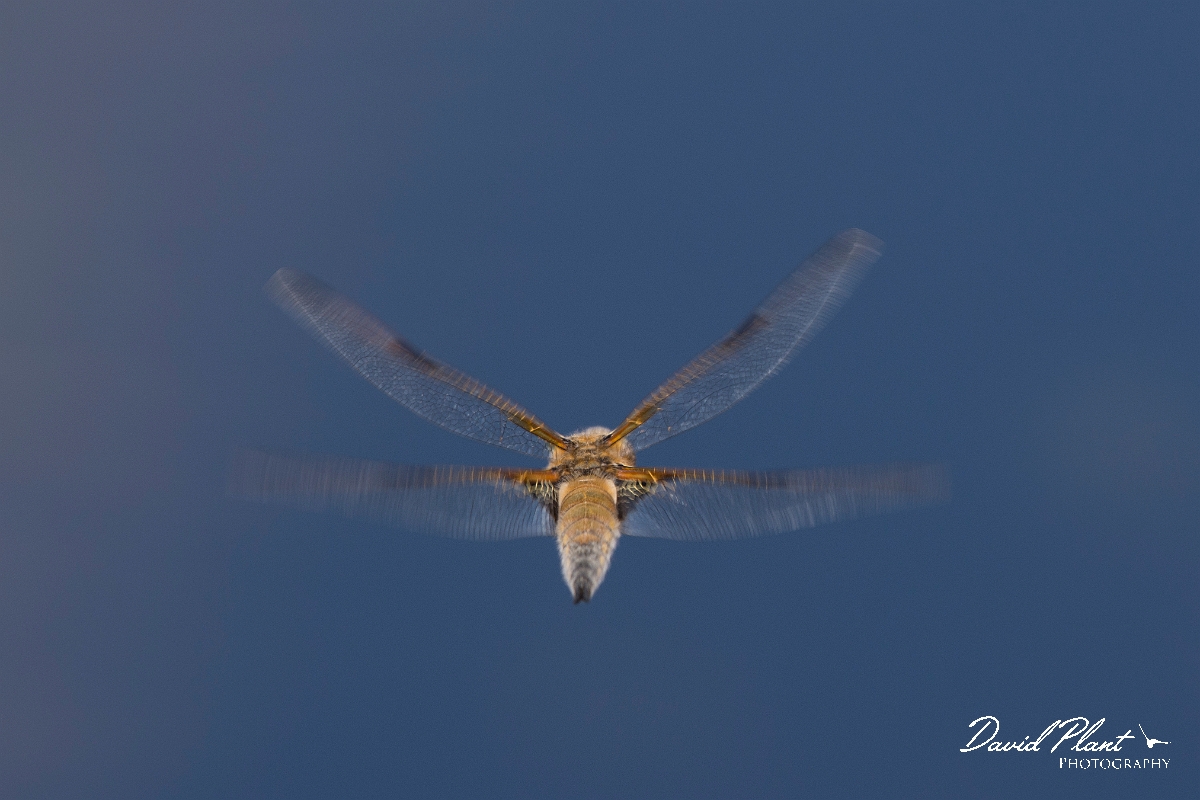 David Plant Photography - Wildlife Photography - Four-spotted chaser - J.jpg - Four-spotted chaser in flight - Shropshire
