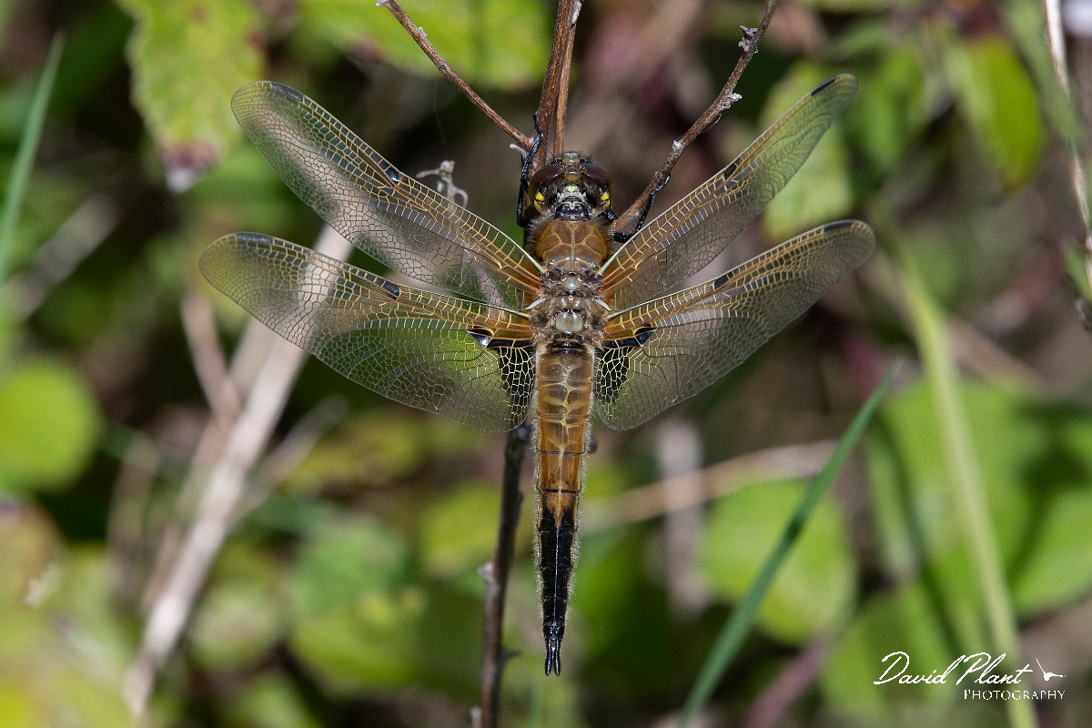 David Plant Photography - Wildlife Photography - Four-spotted chaser - K.jpg - Four-spotted chaser - Kent