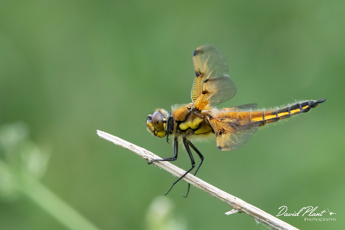David Plant Photography - Wildlife Photography - Four-spotted chaser - M.jpg - Four-spotted chaser - Bedfordshire
