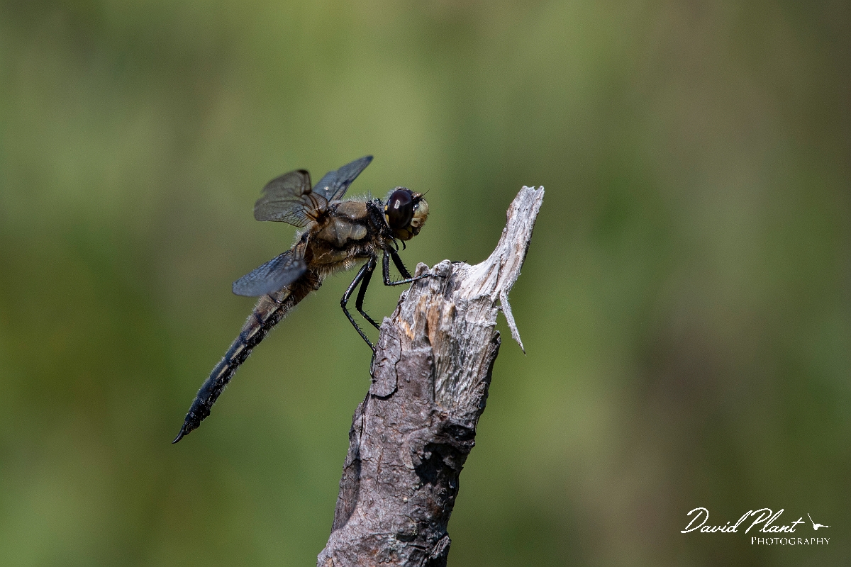 David Plant Photography - Wildlife Photography - Four-spotted chaser - N.jpg - Four-spotted chaser - Highlands