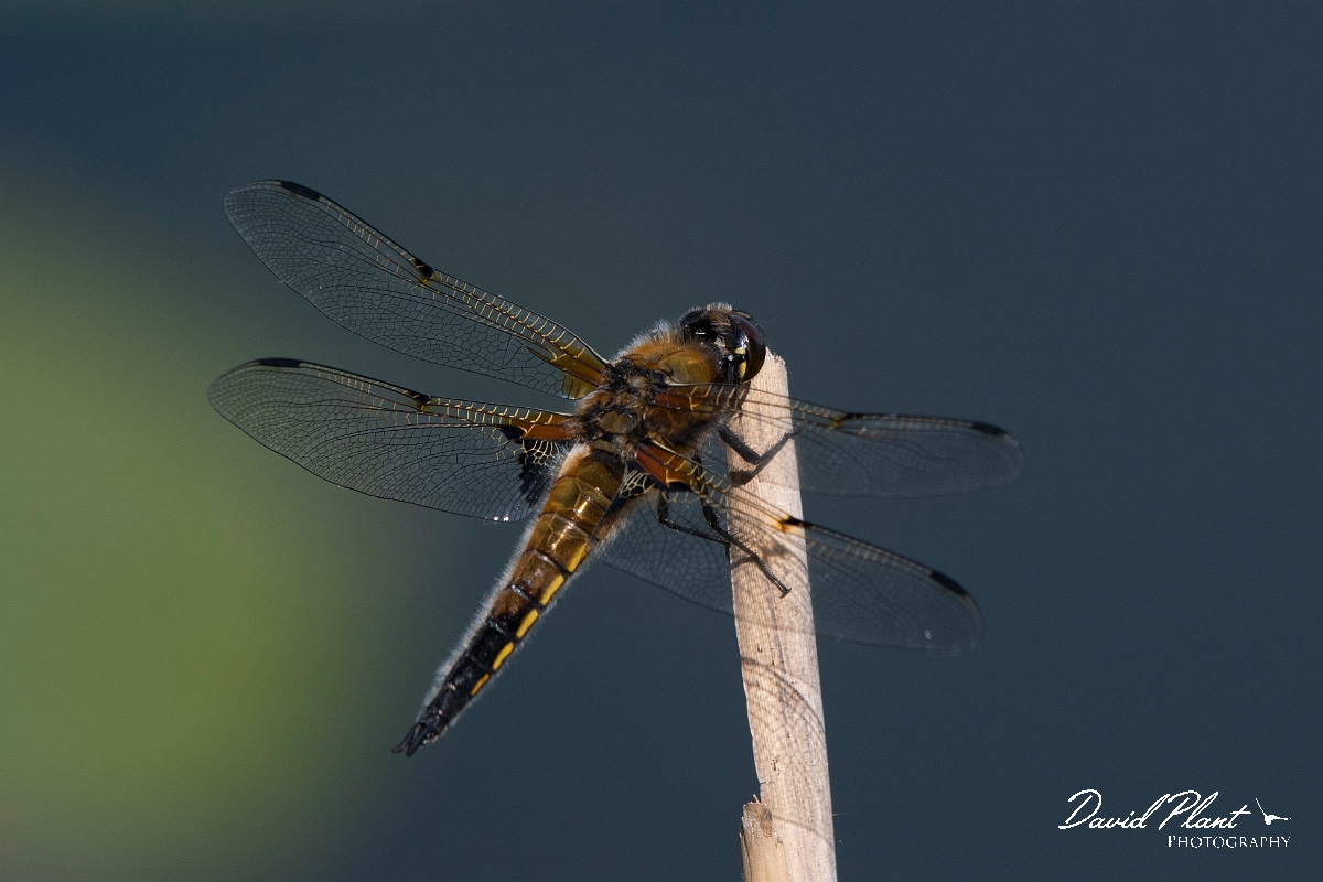 David Plant Photography - Wildlife Photography - Four-spotted chaser - O.JPG - Four-spotted chaser - Cambridgeshire