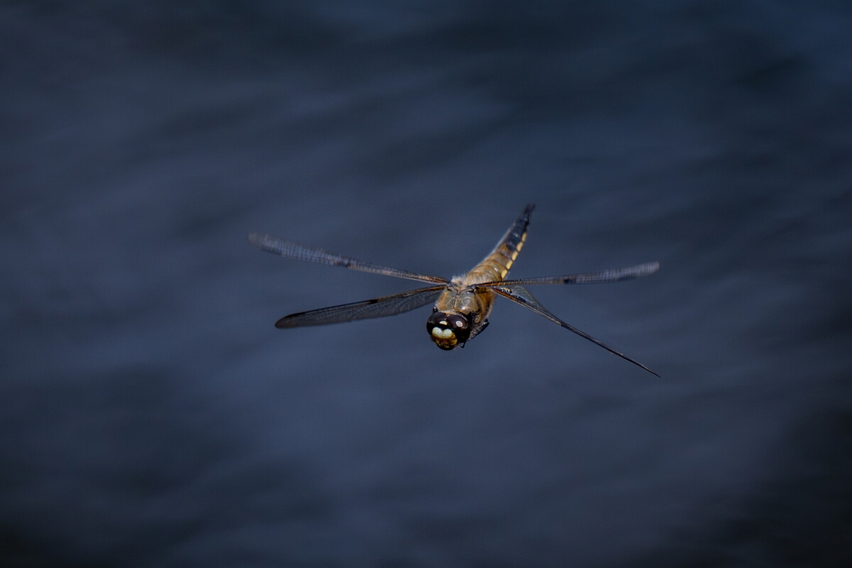 David Plant Photography - Wildlife Photography - Four-spotted chaser - P.jpg - Four-spotted chaser, Libellula quadrimaculata, in flight - Cambridgeshire