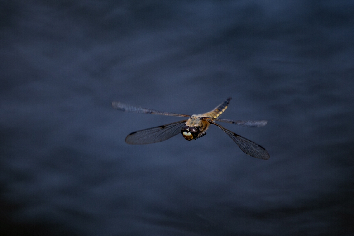 David Plant Photography - Wildlife Photography - Four-spotted chaser - Q.jpg - Four-spotted chaser, Libellula quadrimaculata, in flight - Cambridgeshire