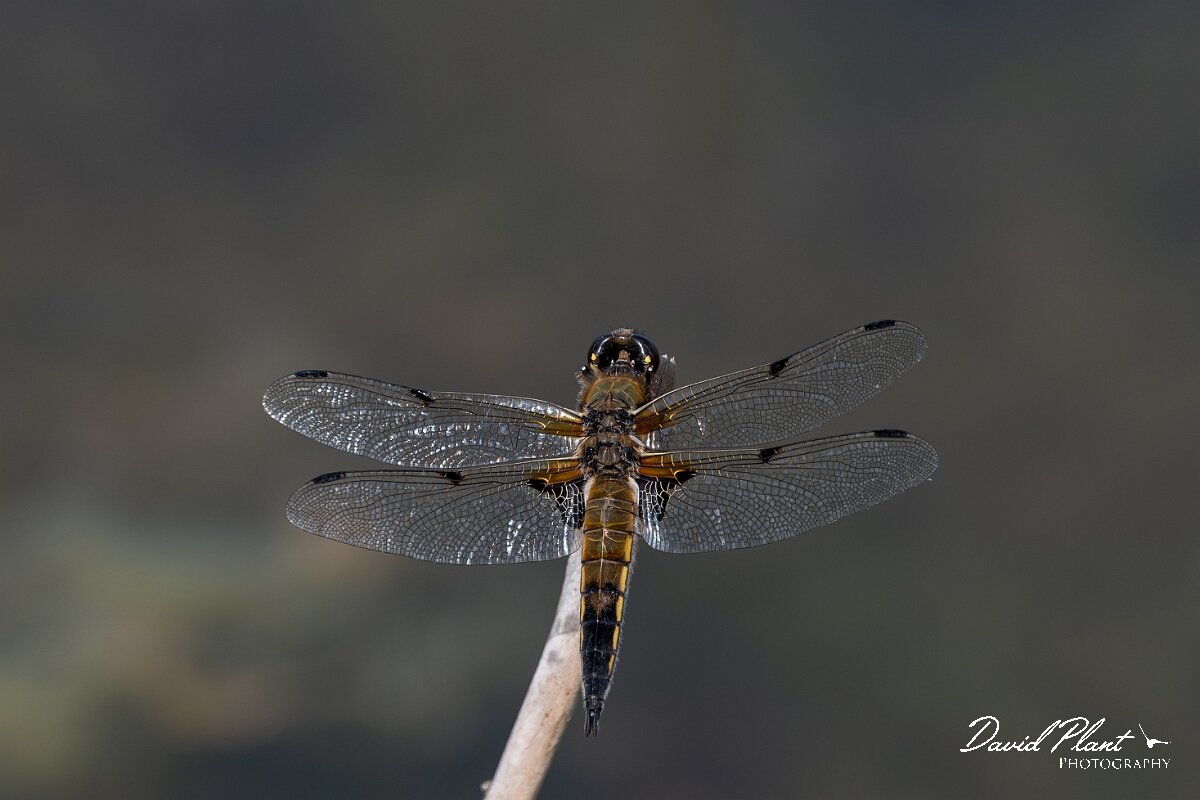 David Plant Photography - Wildlife Photography - Four-spotted chaser - R.jpg - Four-spotted chaser, Libellula quadrimaculata - Dorset