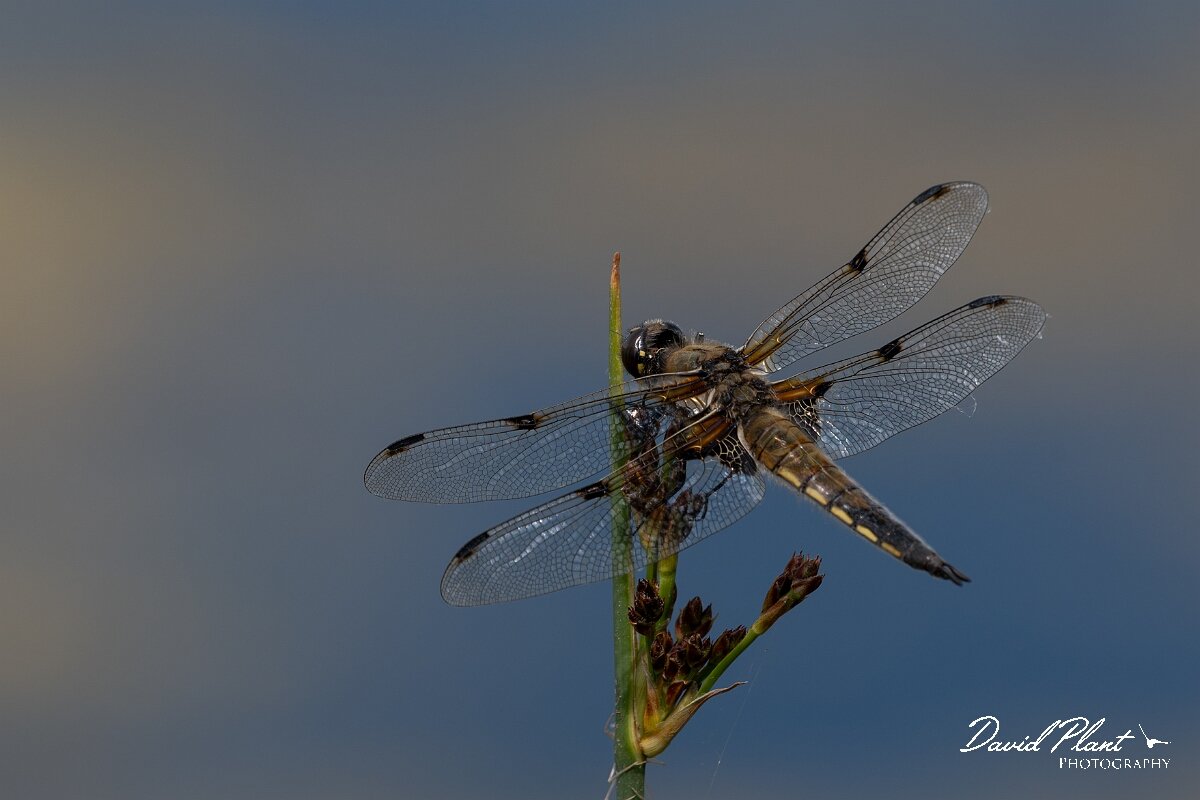 David Plant Photography - Wildlife Photography - Four-spotted chaser - S.jpg - Four-spotted chaser, Libellula quadrimaculata - Dorset