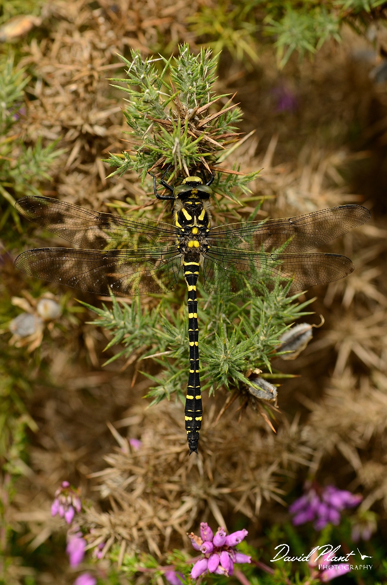 David Plant Photography - Wildlife Photography - Golden-ringed dragonfly - A.jpg - Golden-ringed damselfly male on gorse - Dorset