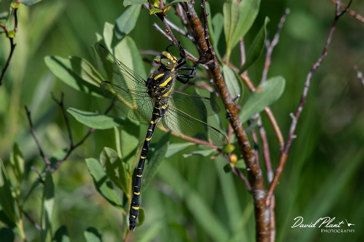 David Plant Photography - Wildlife Photography - Golden-ringed dragonfly - E.jpg - Golden-ringed dragonfly, male - Highlands