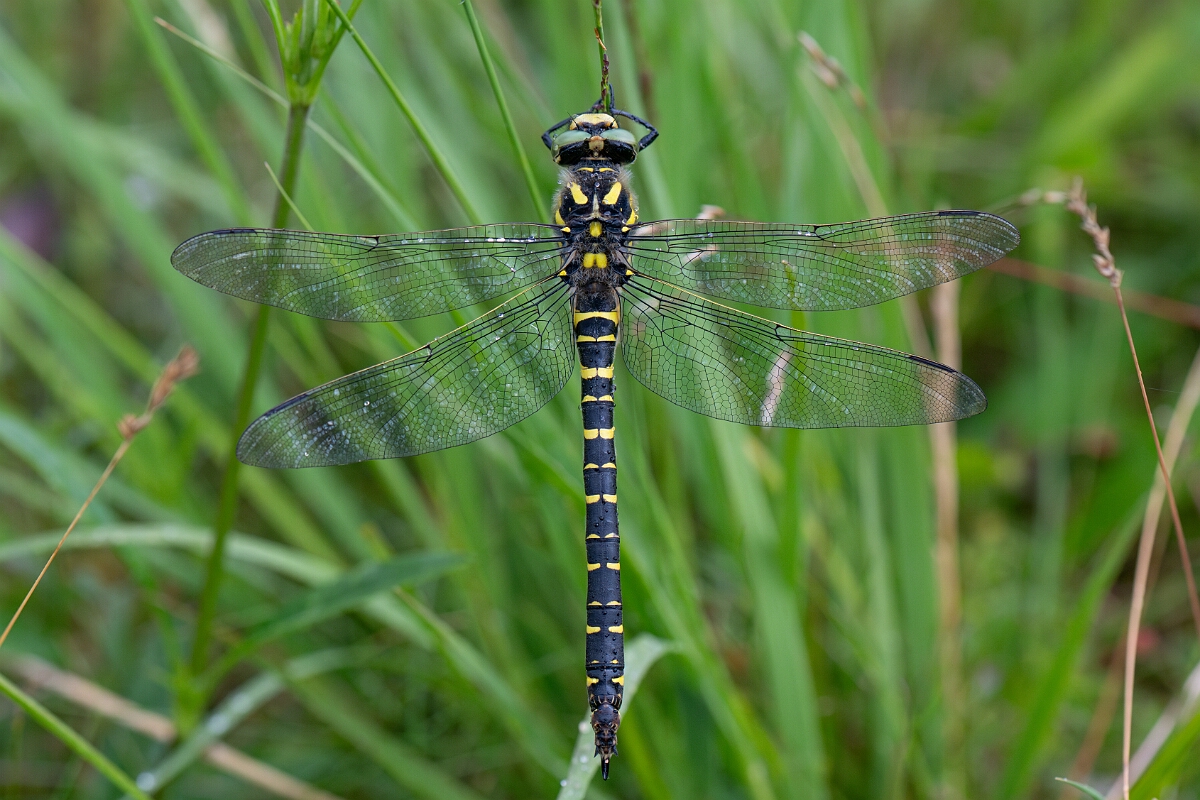 David Plant Photography - Wildlife Photography - Golden-ringed dragonfly - J.jpg - Golden-ringed dragonfly, female - Perthshire