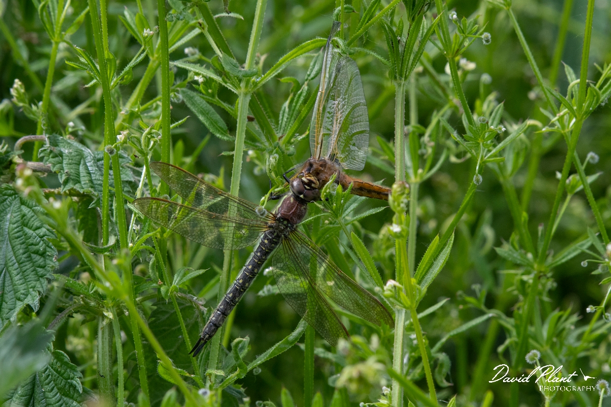 David Plant Photography - Wildlife Photography - Hairy dragonfly - A.jpg - Hairy hawker, female eating scarce chaser - Bedfordshrie