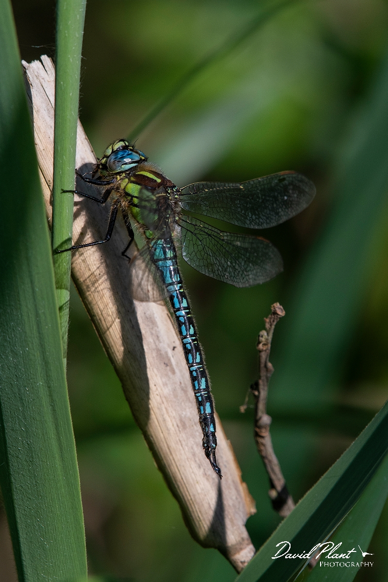 David Plant Photography - Wildlife Photography - Hairy dragonfly - C.JPG - Hairy dragonfly, male - Cambridgeshire