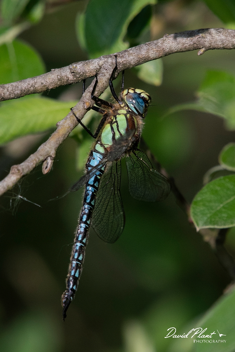 David Plant Photography - Wildlife Photography - Hairy dragonfly - E.JPG - Hairy dragonfly, male - Cambridgeshire