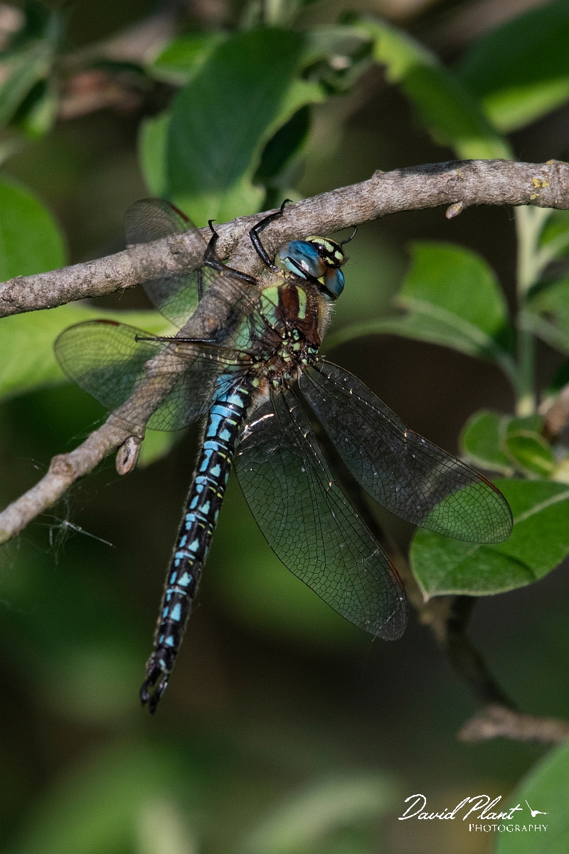 David Plant Photography - Wildlife Photography - Hairy dragonfly - F.JPG - Hairy dragonfly, male - Cambridgeshire