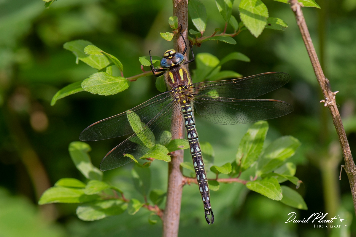 David Plant Photography - Wildlife Photography - Hairy dragonfly - G.JPG - Hairy dragonfly, male - Buckinghamshire