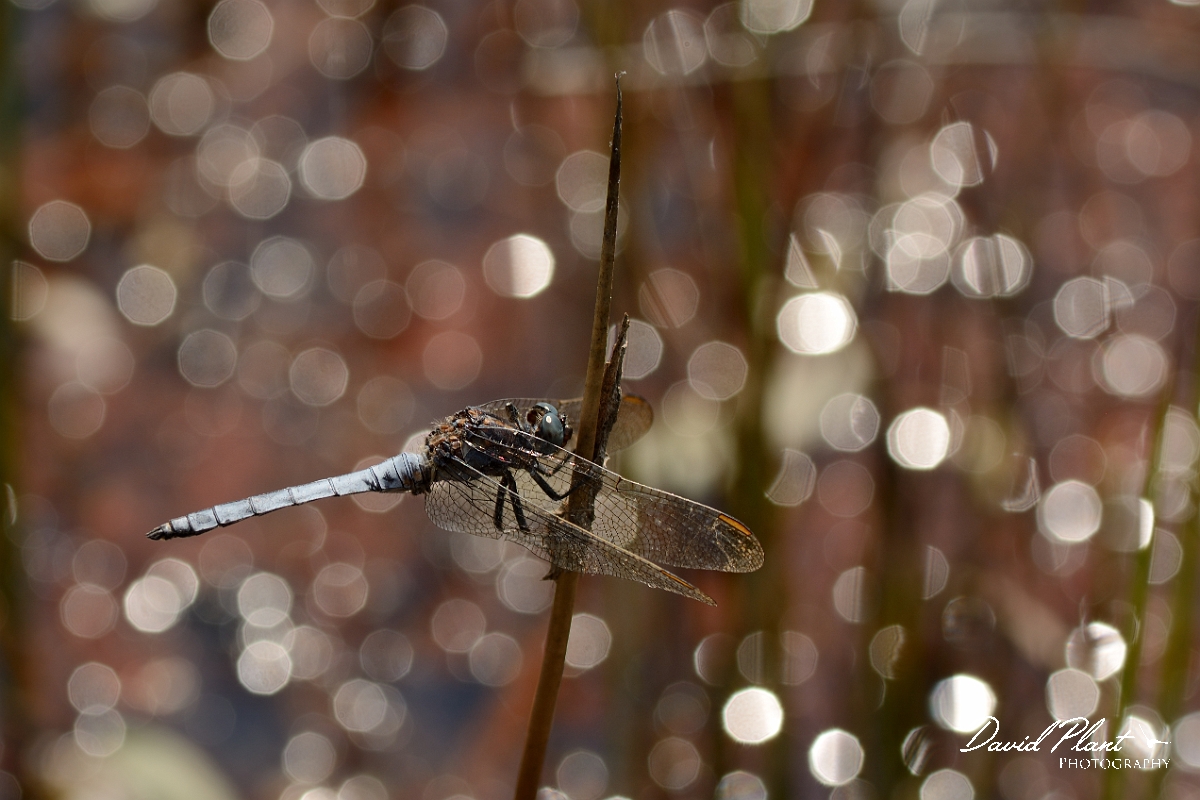 David Plant Photography - Wildlife Photography - Keeled skimmer - B.jpg - Keeled skimmer - Dorset