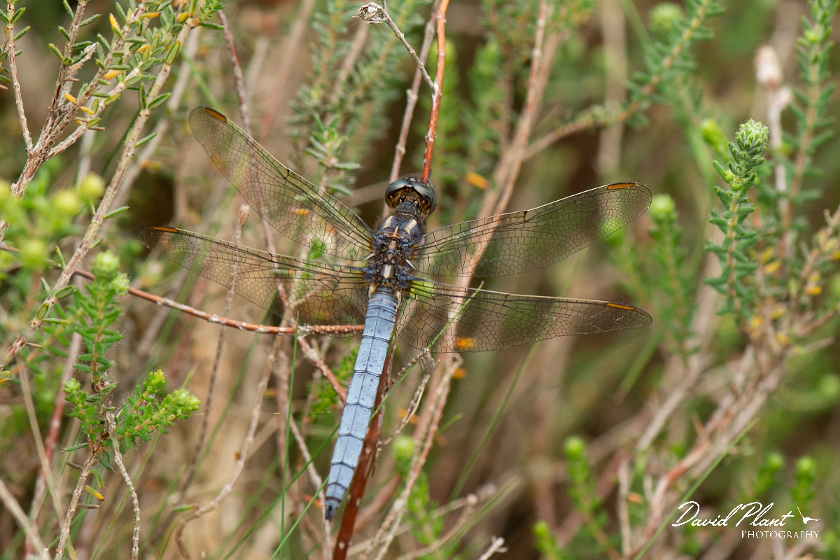 David Plant Photography - Wildlife Photography - Keeled skimmer - D.jpg - Keeled skimmer, male - Dorset