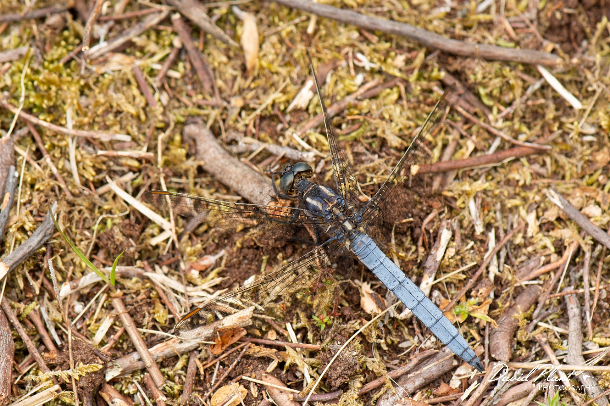 David Plant Photography - Wildlife Photography - Keeled skimmer - E.jpg - Keeled skimmer, male - Dorset