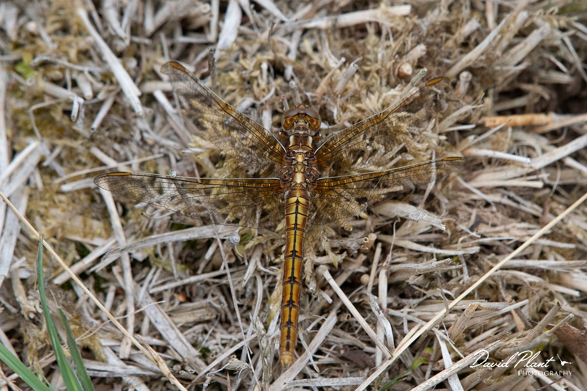 David Plant Photography - Wildlife Photography - Keeled skimmer - F.jpg - Keeled skimmer, female - Dorset