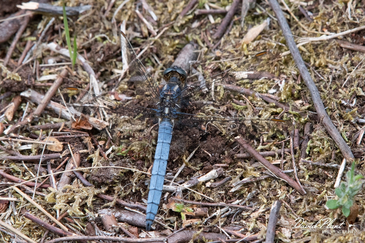 David Plant Photography - Wildlife Photography - Keeled skimmer - G.jpg - Keeled skimmer, male - Dorset
