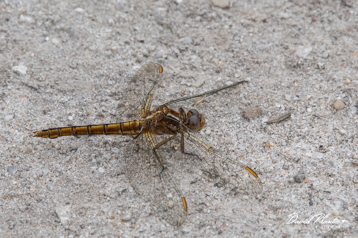 David Plant Photography - Wildlife Photography - Keeled skimmer - H.jpg - Keeled skimmer, female - Dorset