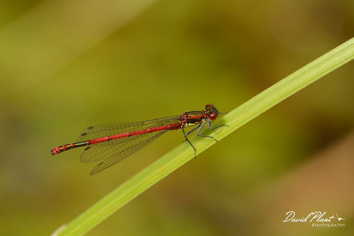 David Plant Photography - Wildlife Photography - Large red damselfly - B.jpg - Large red damselfly - Cotswolds