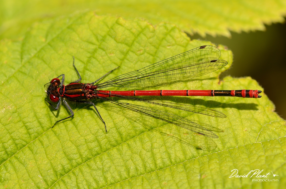 David Plant Photography - Wildlife Photography - Large red damselfly - C.jpg - Large red damselfly - Gloucestershire