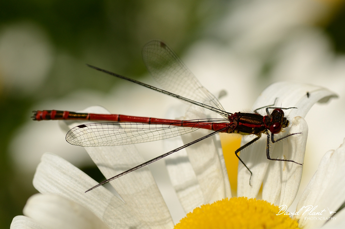 David Plant Photography - Wildlife Photography - Large red damselfly - D.jpg - Large red damselfly - Gloucestershire
