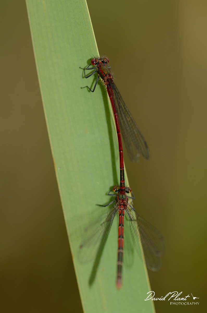 David Plant Photography - Wildlife Photography - Large red damselfly - E.jpg - Large red damselfly pair - Bedfordshire