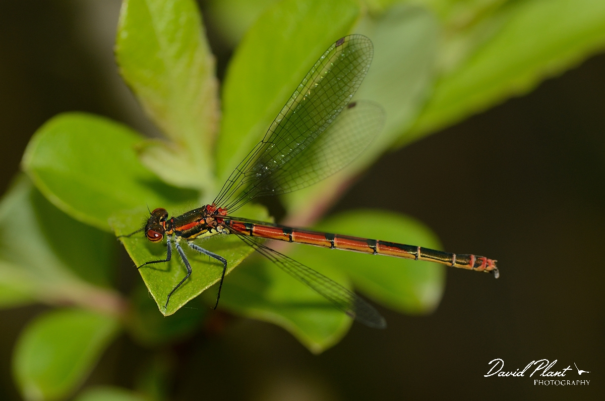 David Plant Photography - Wildlife Photography - Large red damselfly - F.jpg - Large red damselfly female - Bedfordshire