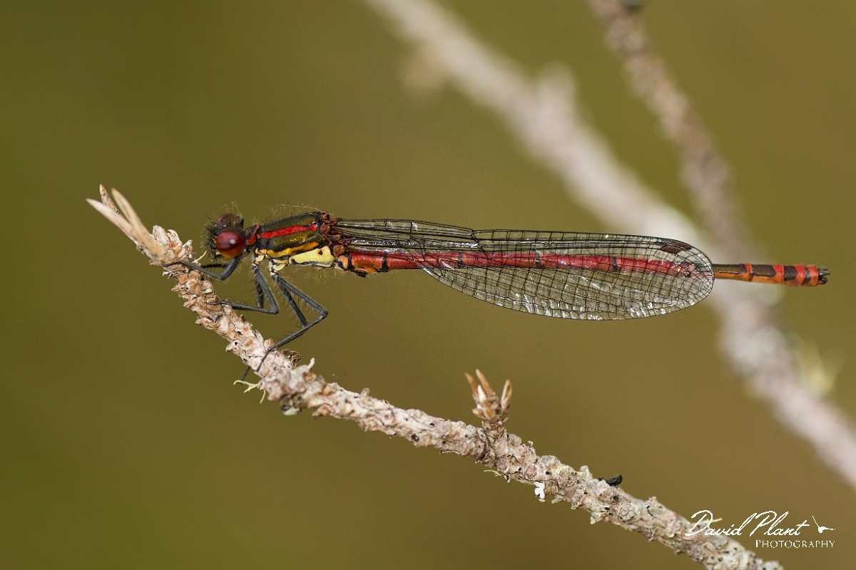 David Plant Photography - Wildlife Photography - Large red damselfly - H.jpg - Large red damselfly - Cairngorm