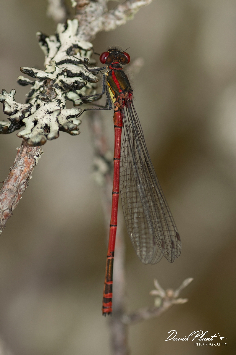 David Plant Photography - Wildlife Photography - Large red damselfly - I.jpg - Large red damselfly - Cairngorm