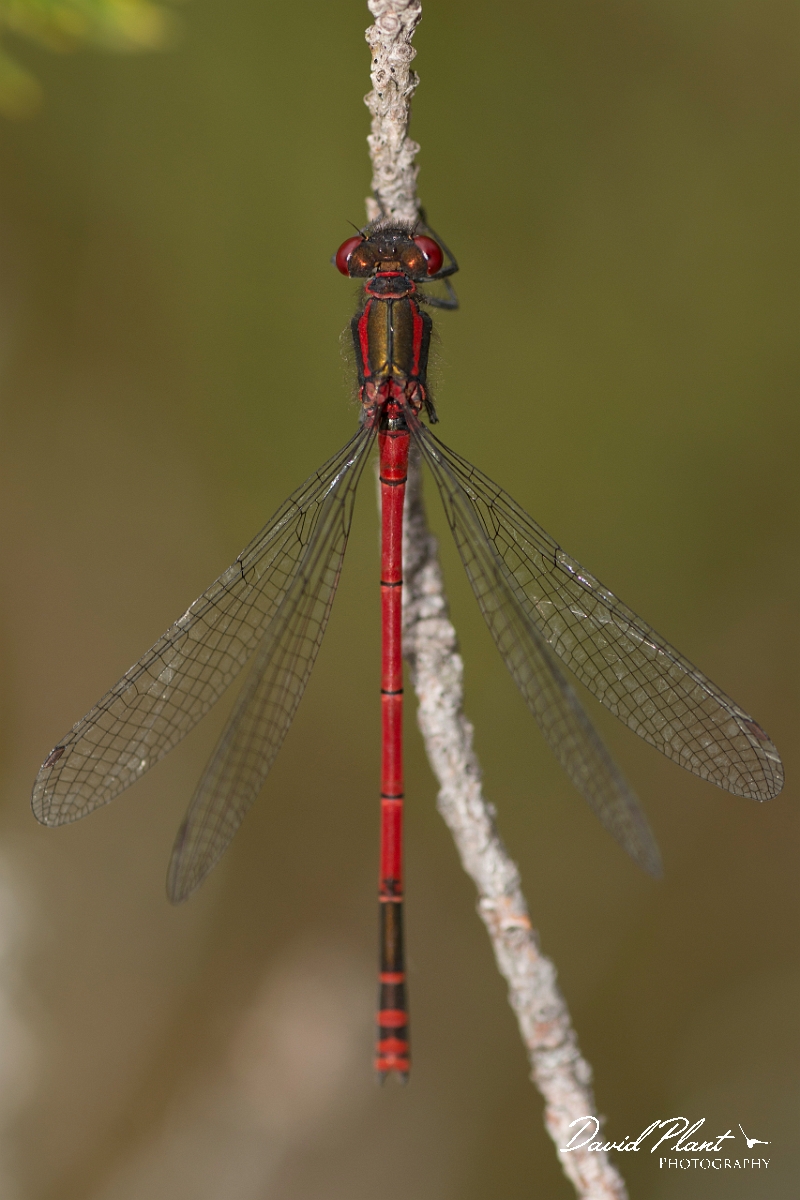 David Plant Photography - Wildlife Photography - Large red damselfly - J.jpg - Large red damselfly - Cairngorm