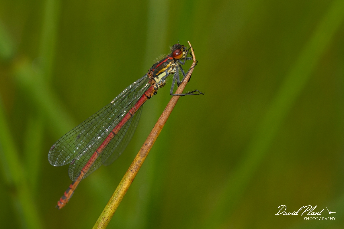 David Plant Photography - Wildlife Photography - Large red damselfly - K.jpg - Large red damselfly - Perthshire