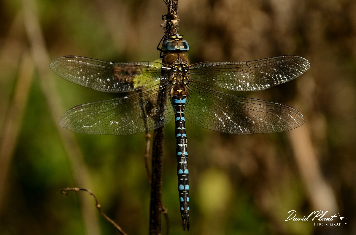 David Plant Photography - Wildlife Photography - Migrant hawker - A.jpg - Migrant hawker - Cambridgeshire