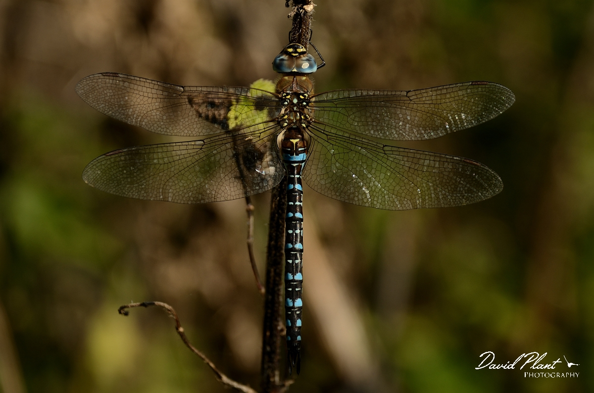 David Plant Photography - Wildlife Photography - Migrant hawker - B.jpg - Migrant hawker - Cambridgeshire