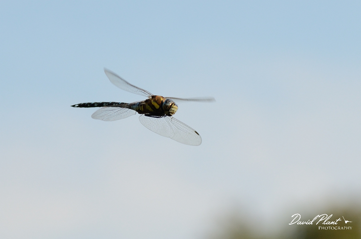 David Plant Photography - Wildlife Photography - Migrant hawker - D.jpg - Migrant hawker in flight  - Cambridgeshire
