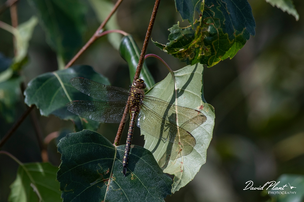 David Plant Photography - Wildlife Photography - Migrant hawker - E.jpg - Migrant hawker, female - Cambridgeshire