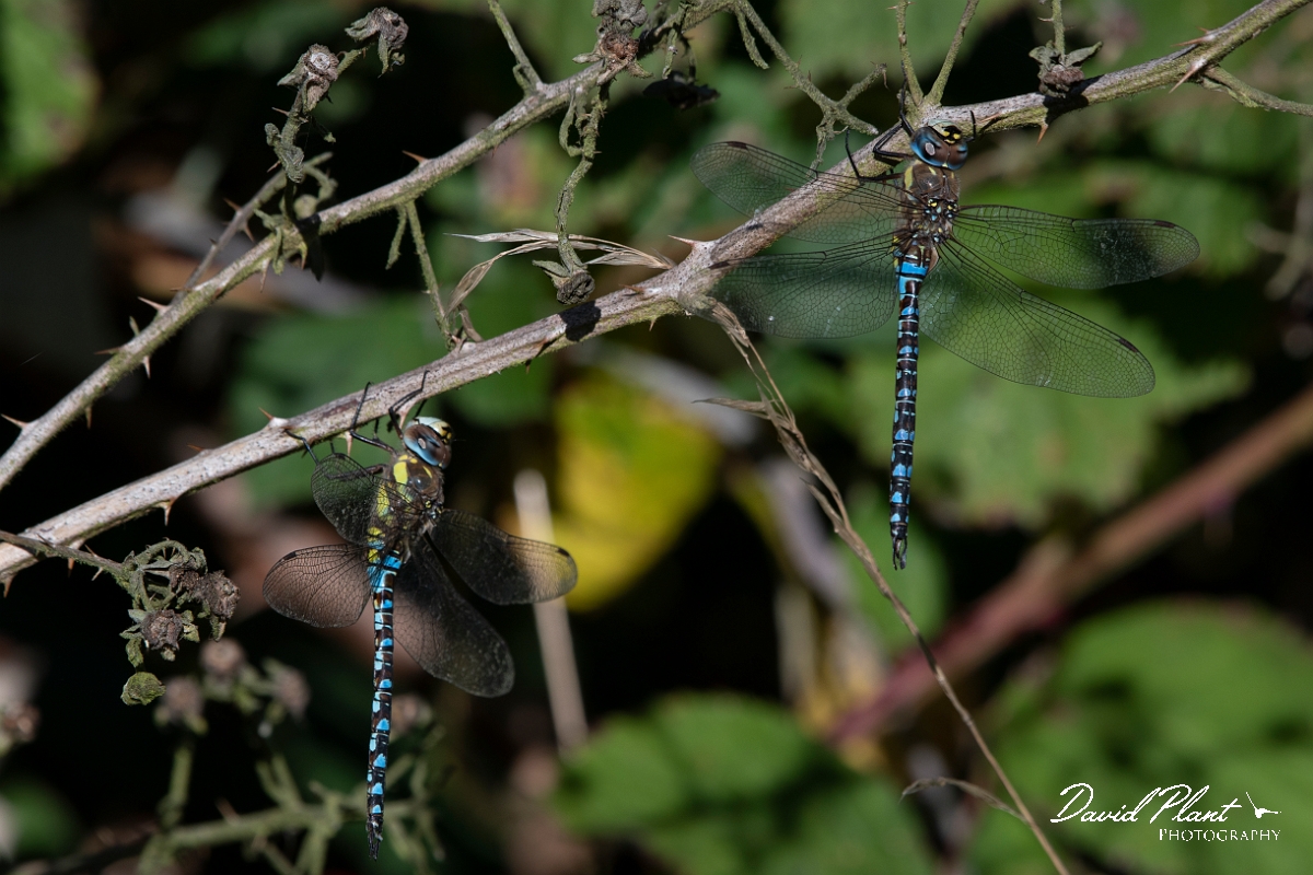 David Plant Photography - Wildlife Photography - Migrant hawker - G.jpg - Migrant hawkers - Kent