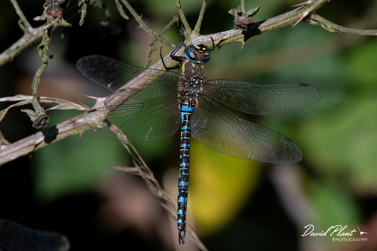 David Plant Photography - Wildlife Photography - Migrant hawker - H.jpg - Migrant hawker - Kent