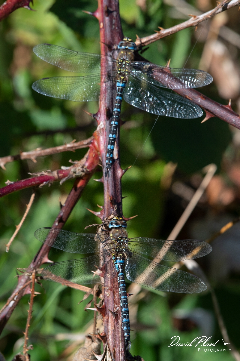 David Plant Photography - Wildlife Photography - Migrant hawker - I.jpg - Migrant hawkers - Kent