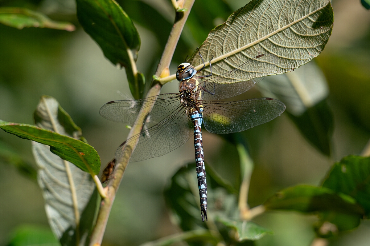 David Plant Photography - Wildlife Photography - Migrant hawker - K.jpg - Migrant hawker - Cambridgeshire