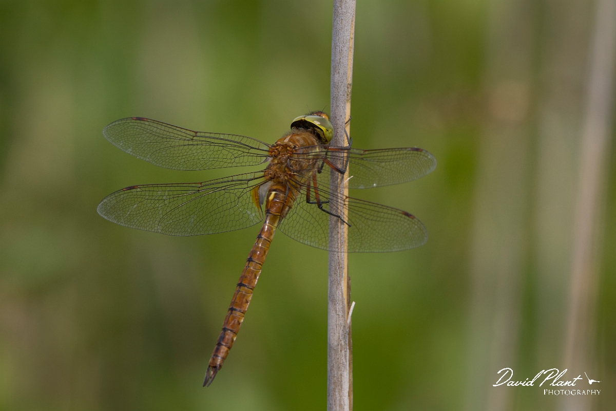 David Plant Photography - Wildlife Photography - Norfolk hawker - A.jpg - Norfolk hawker, male - Norfolk