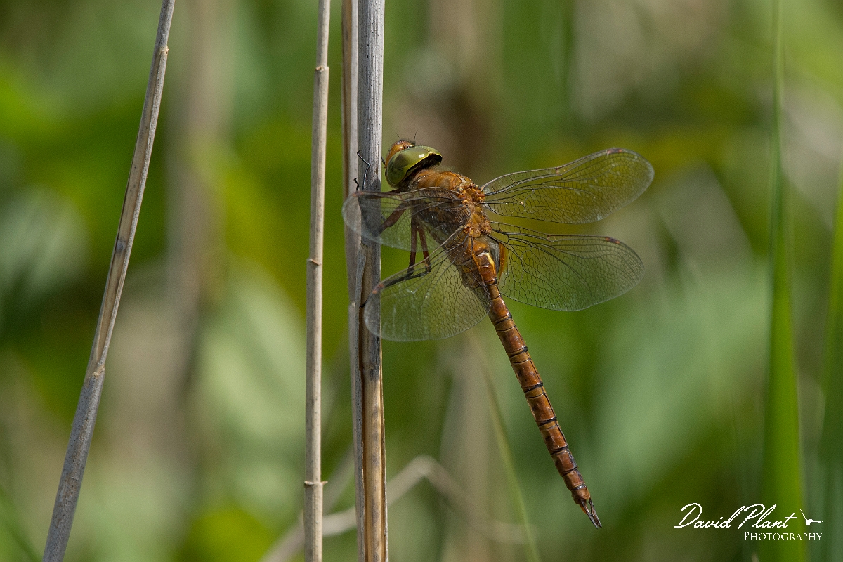 David Plant Photography - Wildlife Photography - Norfolk hawker - B.jpg - Norfolk hawker, male - Norfolk