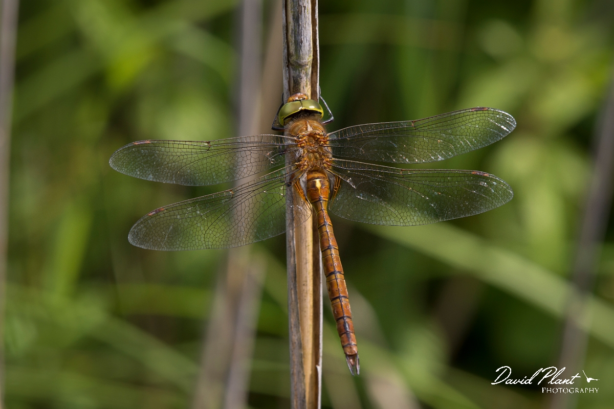 David Plant Photography - Wildlife Photography - Norfolk hawker - C.jpg - Norfolk hawker, male - Norfolk