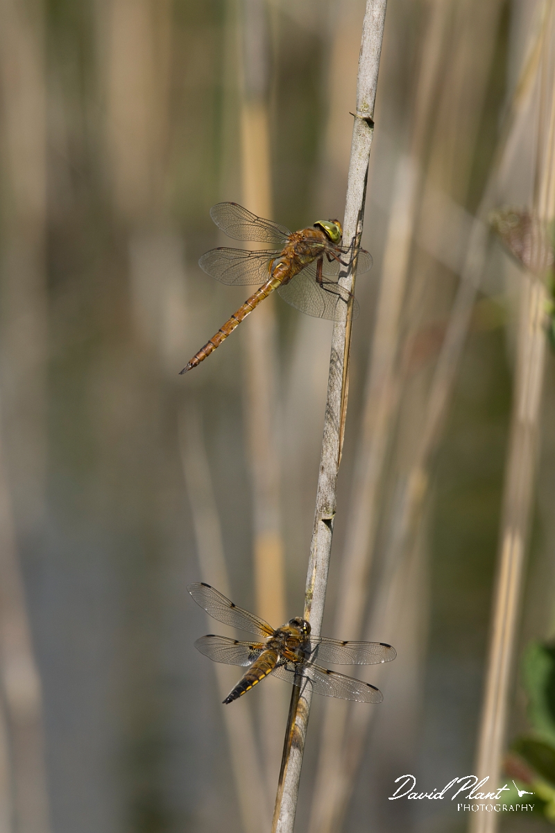 David Plant Photography - Wildlife Photography - Norfolk hawker - E.jpg - Norfolk hawker with four-spotted chaser - Norfolk