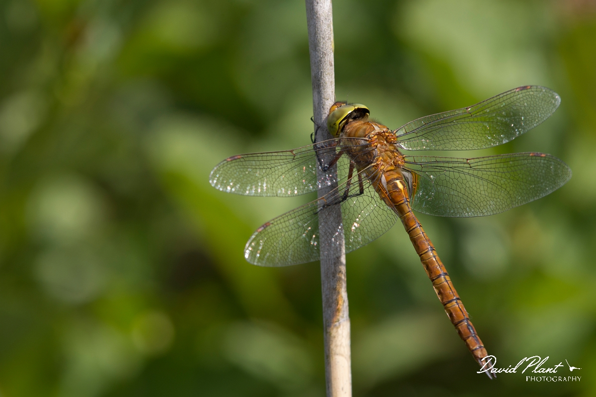 David Plant Photography - Wildlife Photography - Norfolk hawker - G.jpg - Norfolk hawker, male - Norfolk