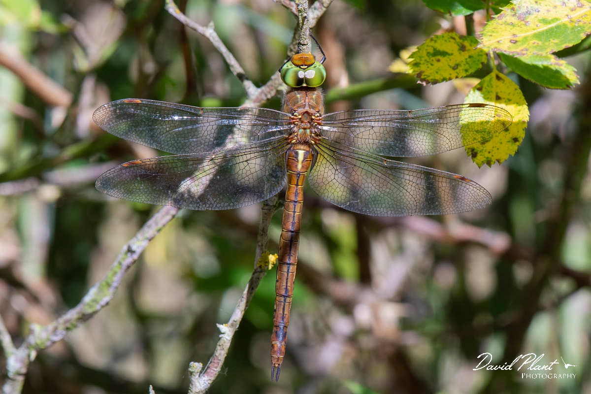 David Plant Photography - Wildlife Photography - Norfolk hawker - H.jpg - Norfolk hawker, female - Cambridgeshire