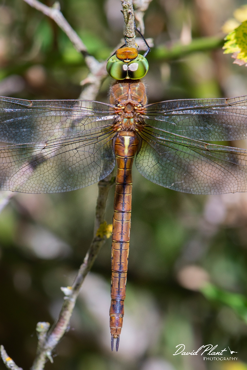 David Plant Photography - Wildlife Photography - Norfolk hawker - I.jpg - Norfolk hawker, female - Cambridgeshire