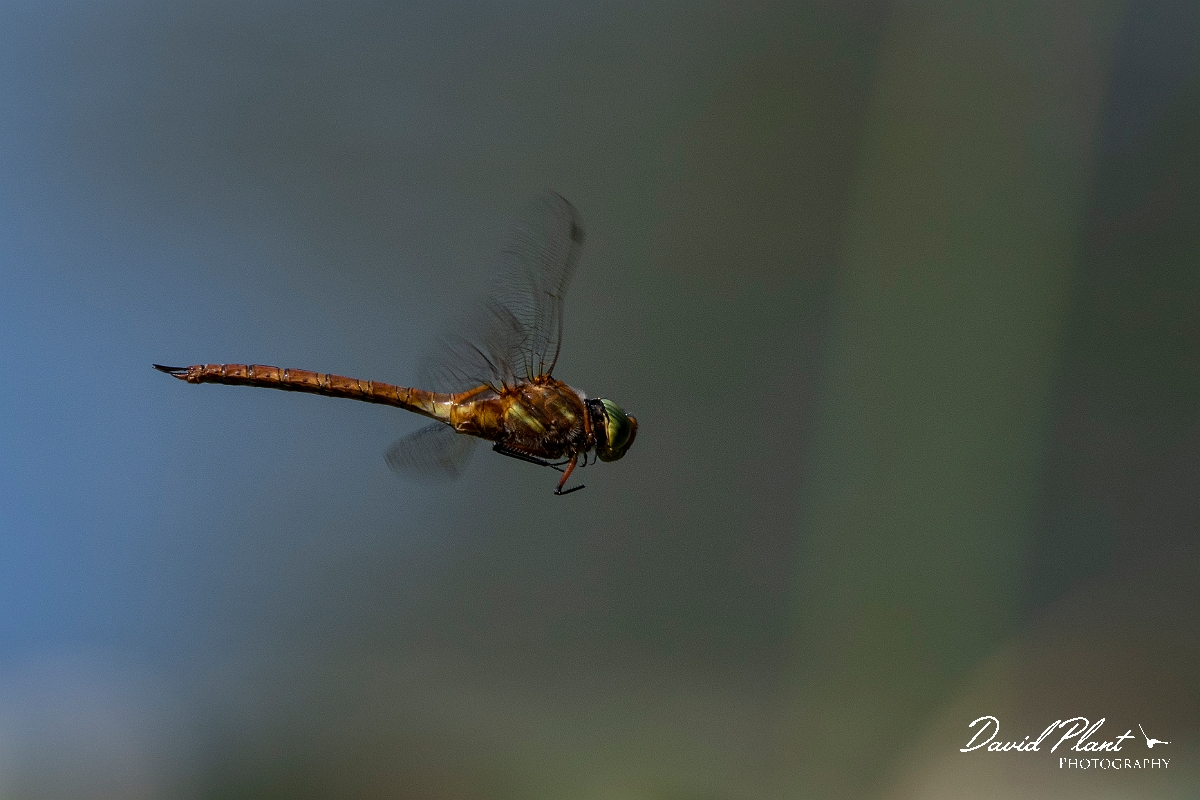 David Plant Photography - Wildlife Photography - Norfolk hawker - N.jpg - Norfolk hawker in flight - Cambridgeshire