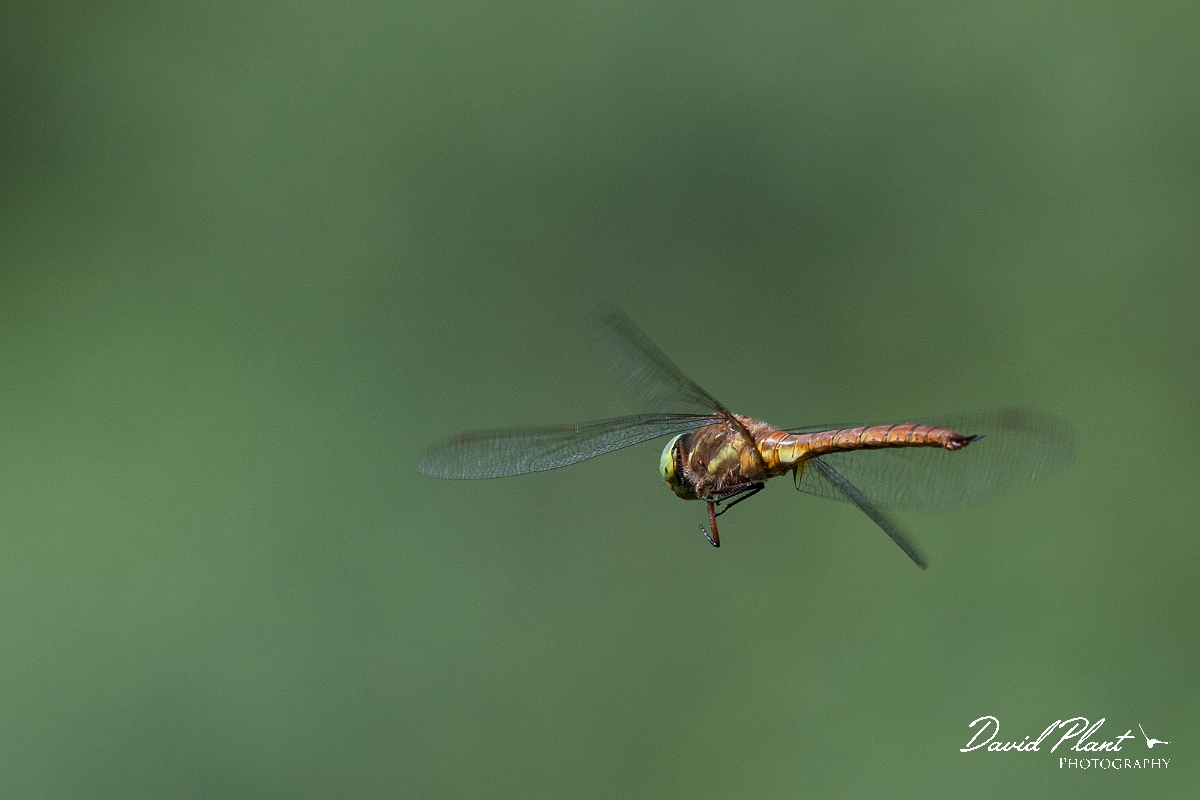 David Plant Photography - Wildlife Photography - Norfolk hawker - O.jpg - Norfolk hawker in flight - Cambridgeshire